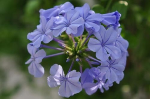蓝雪花如何扦插_http://zx.wleaves.com_园艺_第4张