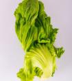 生菜种子几天发芽